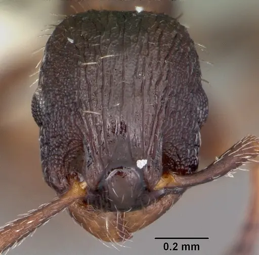 Leptothorax sphagnicola specimen CASENT0104801 image casent0104801_2