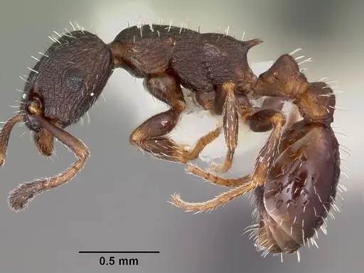 Leptothorax sphagnicola specimen CASENT0104801 image casent0104801_3