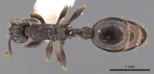 Leptothorax sphagnicola specimen CASENT0901774 image casent0901774_1