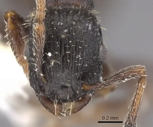Leptothorax sphagnicola specimen CASENT0901774 image casent0901774_2