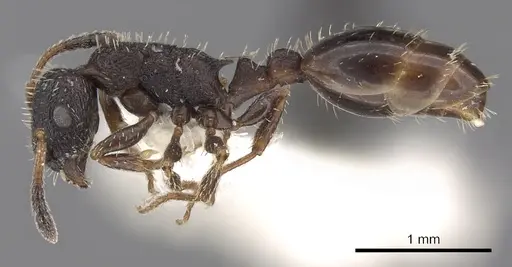 Leptothorax sphagnicola specimen CASENT0901774 image casent0901774_3