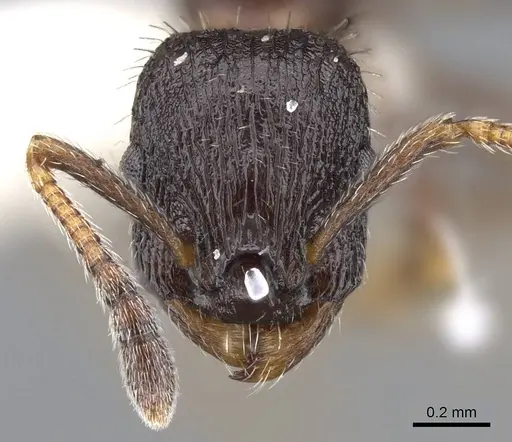 Leptothorax sphagnicola specimen CASENT0914980 image casent0914980_2