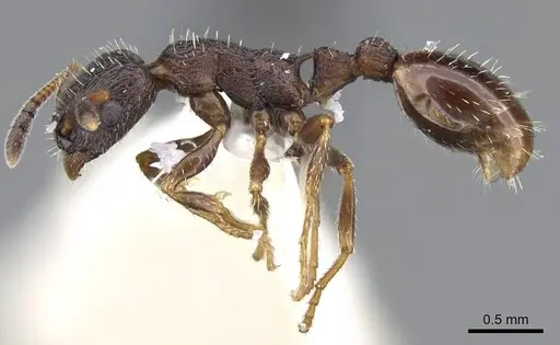 Leptothorax sphagnicola specimen CASENT0914980 image casent0914980_3
