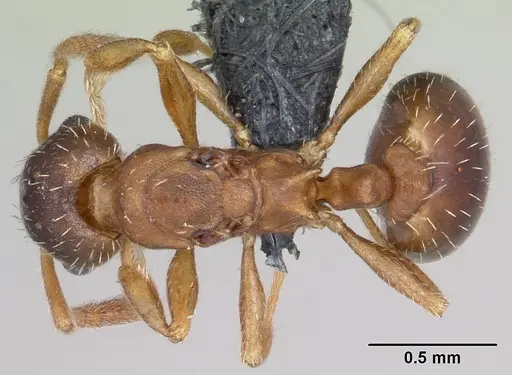 Leptothorax wilsoni specimen CASENT0070307 image casent0070307_1