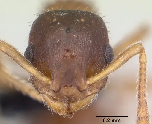 Leptothorax wilsoni specimen CASENT0070307 image casent0070307_2