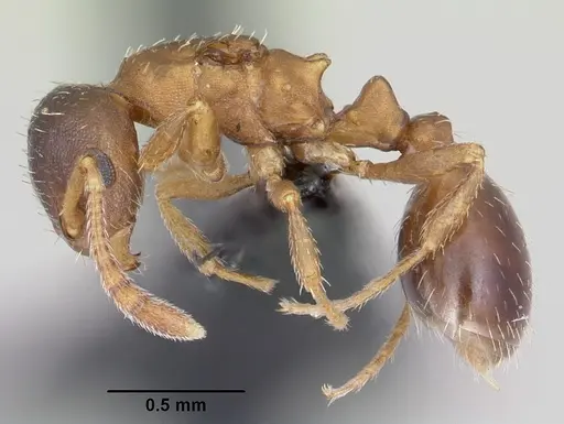 Leptothorax wilsoni specimen CASENT0070307 image casent0070307_3