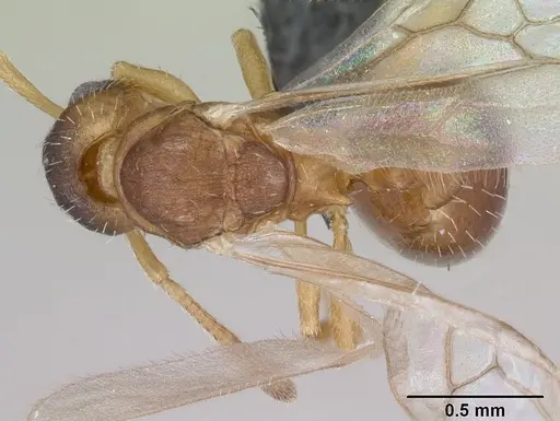 Leptothorax wilsoni specimen CASENT0070308 image casent0070308_1
