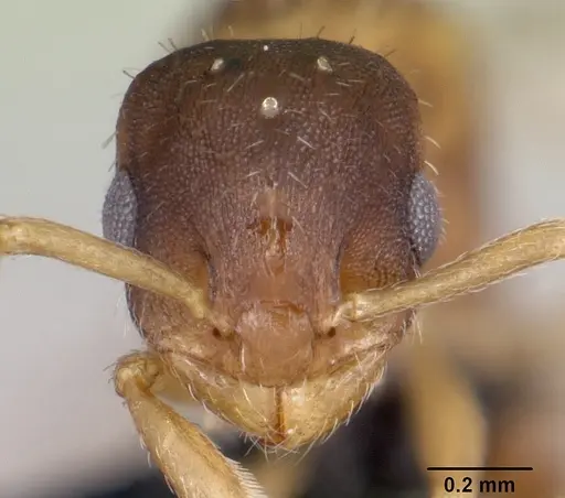 Leptothorax wilsoni specimen CASENT0070308 image casent0070308_2