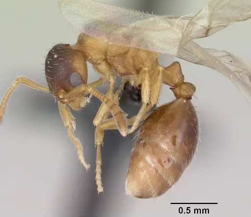 Leptothorax wilsoni specimen CASENT0070308 image casent0070308_3