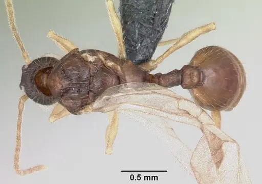 Leptothorax wilsoni specimen CASENT0070309 image casent0070309_1