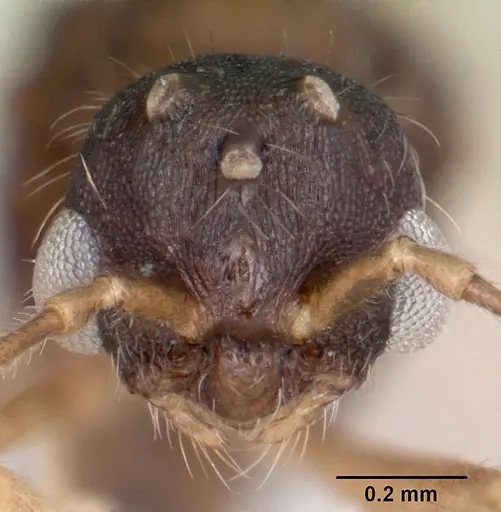 Leptothorax wilsoni specimen CASENT0070309 image casent0070309_2