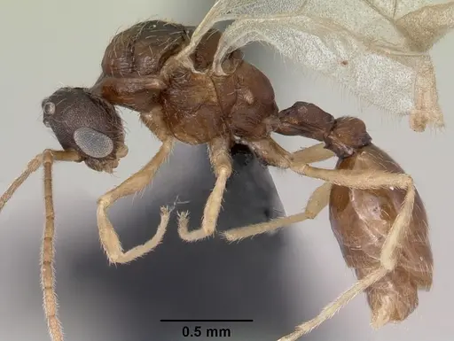 Leptothorax wilsoni specimen CASENT0070309 image casent0070309_3