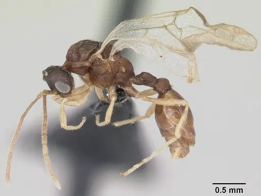 Leptothorax wilsoni specimen CASENT0070309 image casent0070309_4
