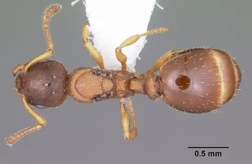 Leptothorax wilsoni specimen CASENT0104848 image casent0104848_1
