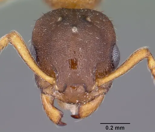 Leptothorax wilsoni specimen CASENT0104848 image casent0104848_2