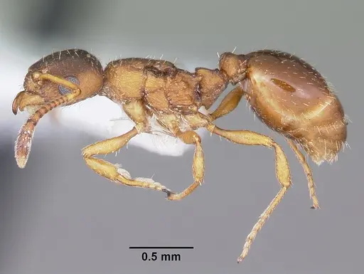 Leptothorax wilsoni specimen CASENT0104848 image casent0104848_3