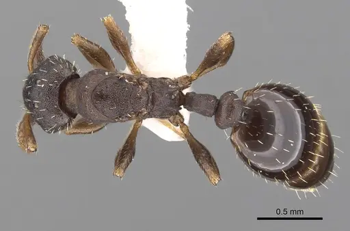 Leptothorax wilsoni specimen CASENT0901775 image casent0901775_1