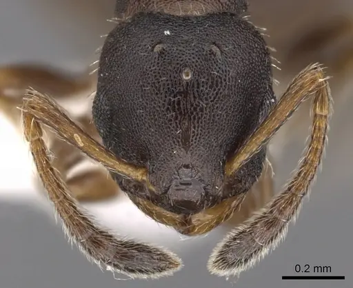 Leptothorax wilsoni specimen CASENT0901775 image casent0901775_2