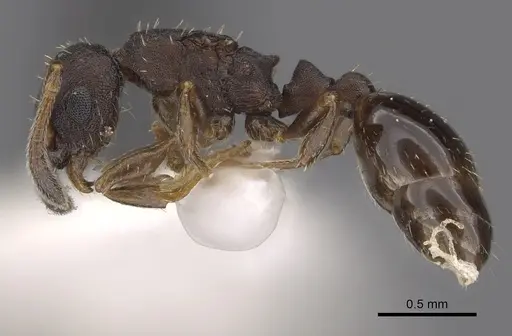 Leptothorax wilsoni specimen CASENT0901775 image casent0901775_3