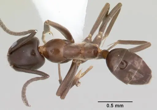 Linepithema anathema specimen CASENT0104904 image casent0104904_1