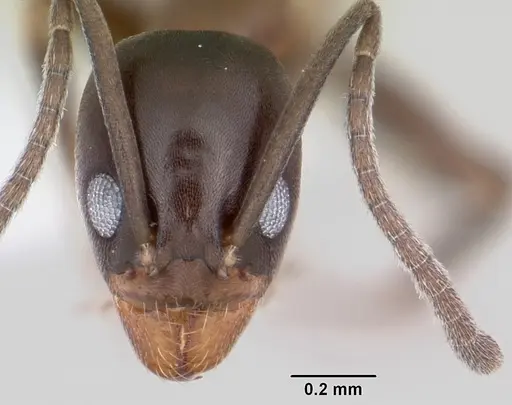 Linepithema anathema specimen CASENT0104904 image casent0104904_2