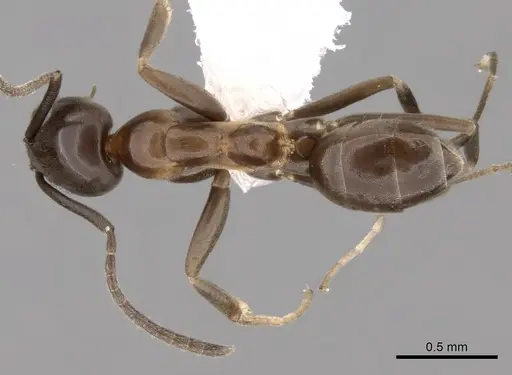 Linepithema anathema specimen CASENT0249736 image casent0249736_1