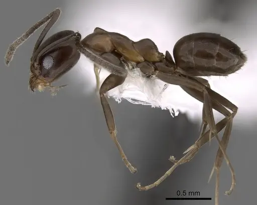 Linepithema anathema specimen CASENT0249736 image casent0249736_3
