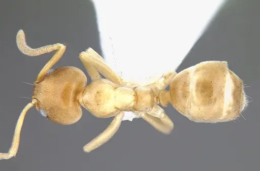 Linepithema angulatum specimen CASENT0106973 image casent0106973_1