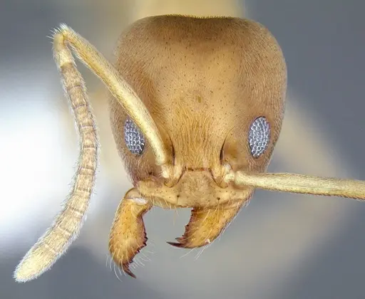 Linepithema angulatum specimen CASENT0106973 image casent0106973_2