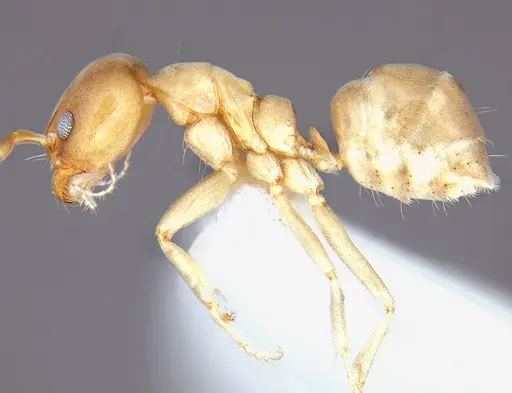 Linepithema angulatum specimen CASENT0106973 image casent0106973_3