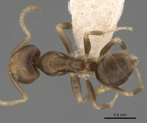 Linepithema angulatum specimen CASENT0249737 image casent0249737_1