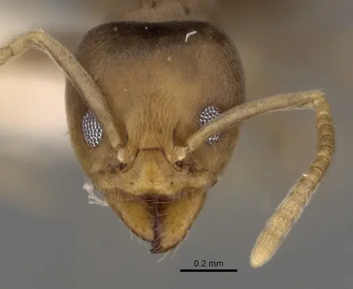 Linepithema angulatum specimen CASENT0249737 image casent0249737_2