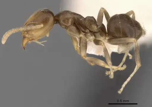 Linepithema angulatum specimen CASENT0249737 image casent0249737_3