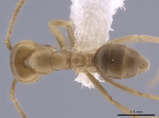 Linepithema angulatum specimen CASENT0650757 image casent0650757_1