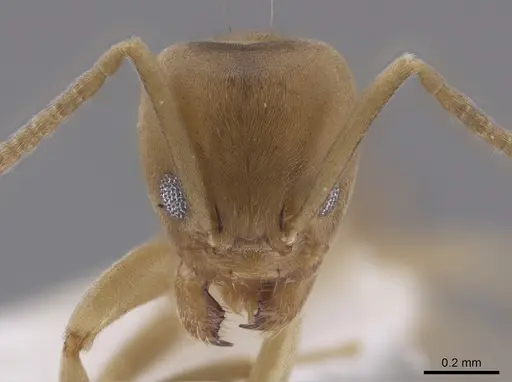 Linepithema angulatum specimen CASENT0650757 image casent0650757_2