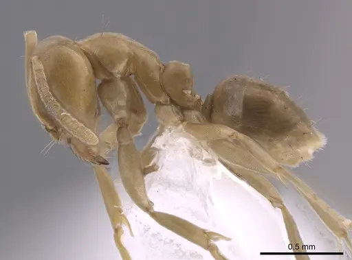 Linepithema angulatum specimen CASENT0650757 image casent0650757_3
