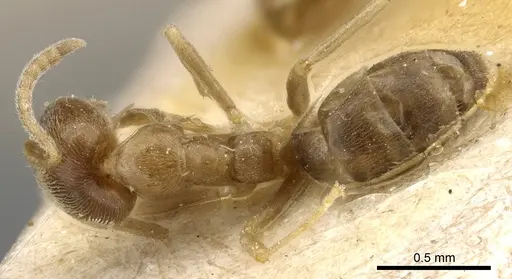 Linepithema angulatum specimen CASENT0905063 image casent0905063_1