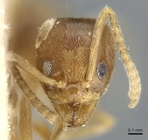 Linepithema angulatum specimen CASENT0905063 image casent0905063_2