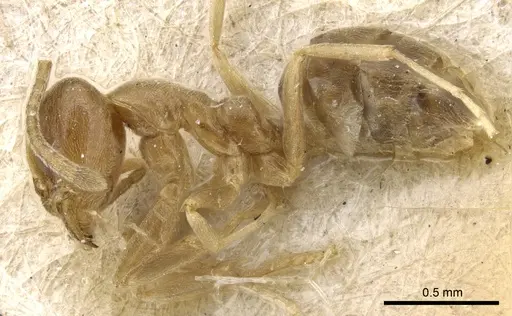 Linepithema angulatum specimen CASENT0905063 image casent0905063_3