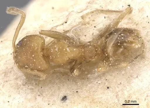 Linepithema angulatum specimen CASENT0911561 image casent0911561_1