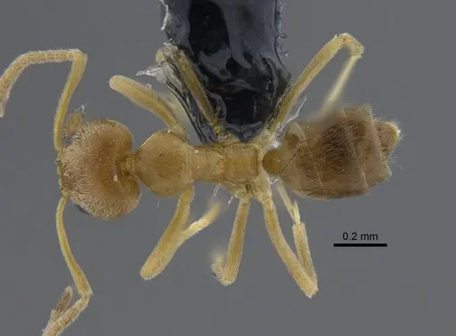 Linepithema angulatum specimen CBUMAGENT41850 image cbumagent41850_1