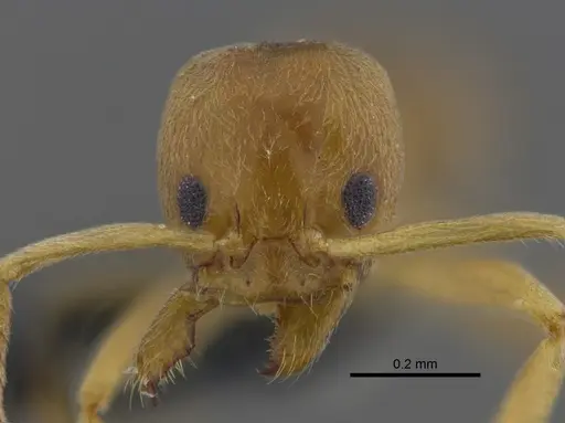 Linepithema angulatum specimen CBUMAGENT41850 image cbumagent41850_2
