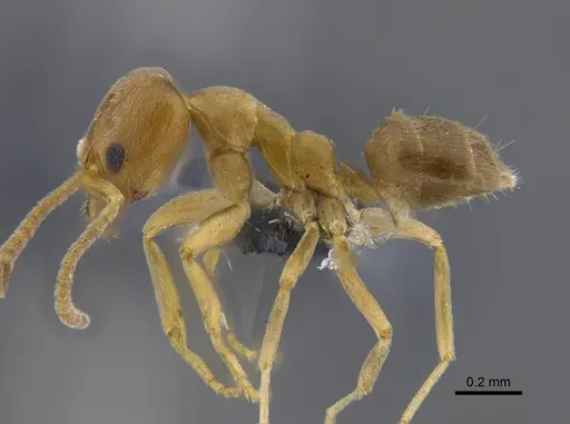 Linepithema angulatum specimen CBUMAGENT41850 image cbumagent41850_3