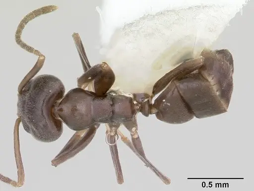 Linepithema aztecoides specimen CASENT0104900 image casent0104900_1