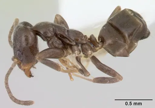 Linepithema aztecoides specimen CASENT0104900 image casent0104900_3