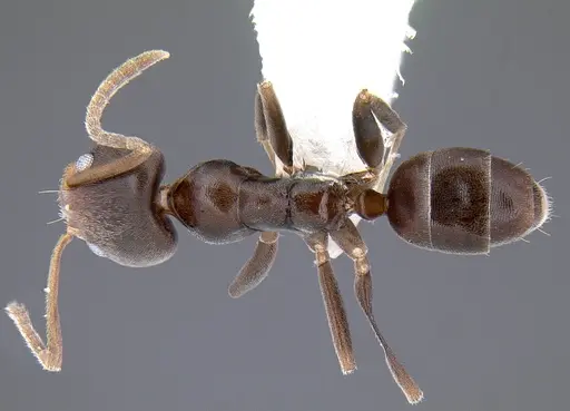 Linepithema aztecoides specimen CASENT0106970 image casent0106970_1