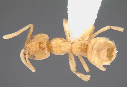 Linepithema cryptobioticum specimen CASENT0106969 image casent0106969_1