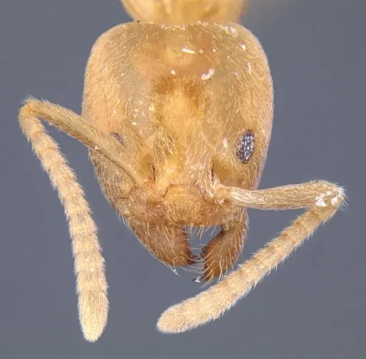 Linepithema cryptobioticum specimen CASENT0106969 image casent0106969_2