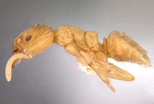 Linepithema cryptobioticum specimen CASENT0106969 image casent0106969_3