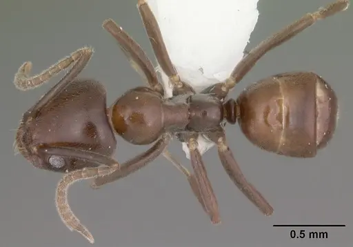 Linepithema dispertitum specimen CASENT0010798 image casent0010798_1